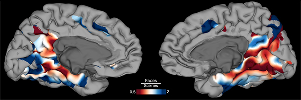 Image showing a map of the brain surface showing regions that preferentially activate during face (blue) and scene (red) identification.
